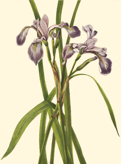 Iris